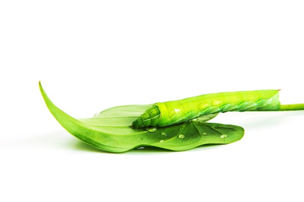 Green worm with leaves isolated on white