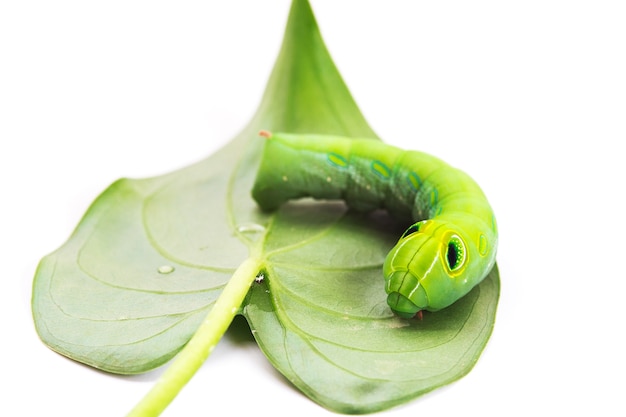 Green worm with leaves isolated on white