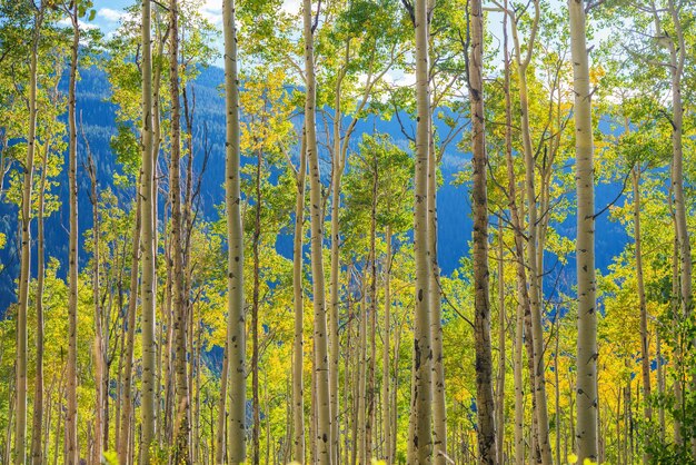 Photo green yellow aspen trees scenery near aspen colorado united states autumn in the colorado