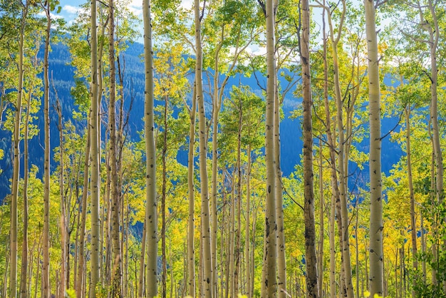 Photo green yellow aspen trees