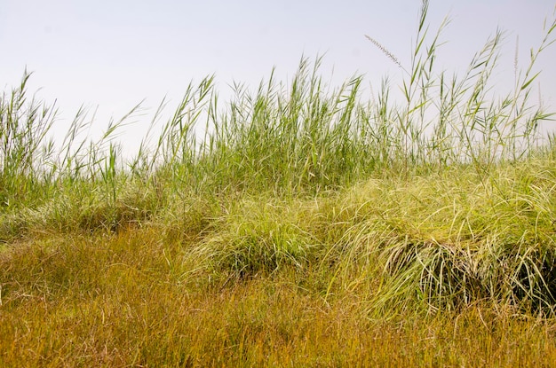 Green Yellow Background Leaf Grass and dry