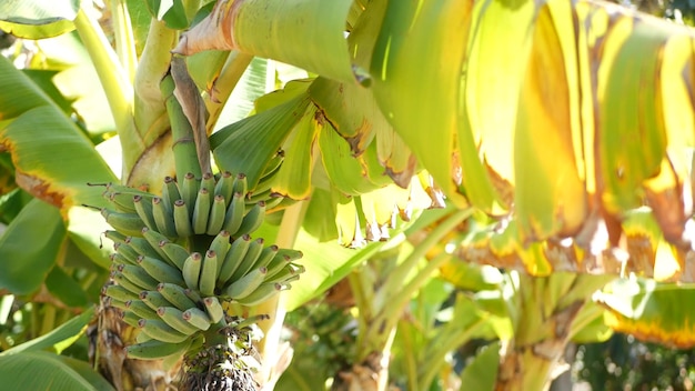 Mazzo di frutta del banano giallo verde. atmosfera esotica tropicale estiva soleggiata. foglie fresche e succose alla luce del sole. foresta pluviale della giungla amazzonica illuminata dal sole o piantagione agricola. sole e fogliame.