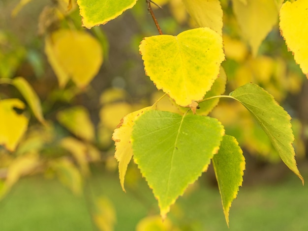 Foglie di betulla verdi e gialle autunno dorato