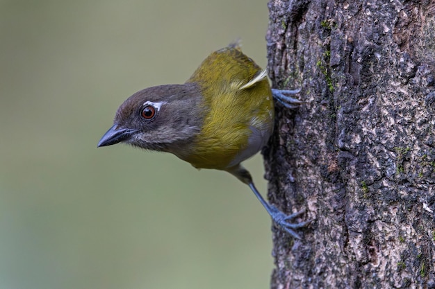 A green and yellow bird is on a tree trunk