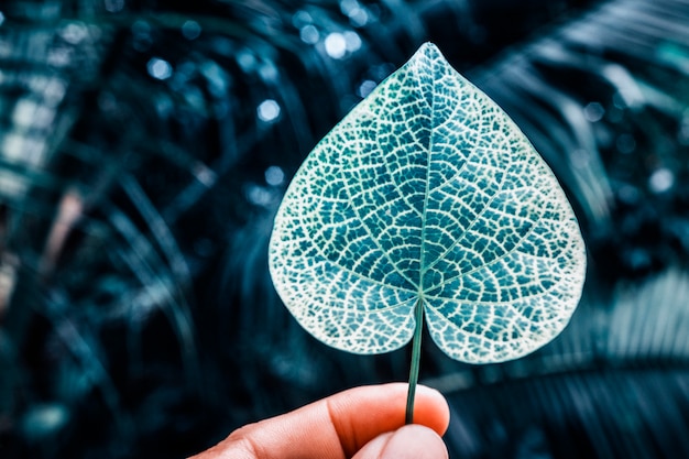 Green and yellow color leaf