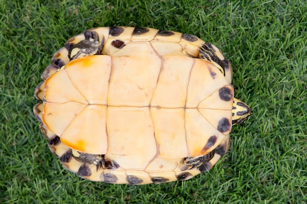 Green and yellow common turtle