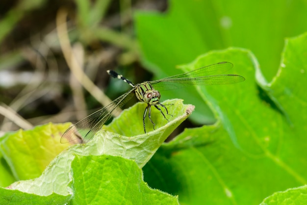 Libellula verde e gialla