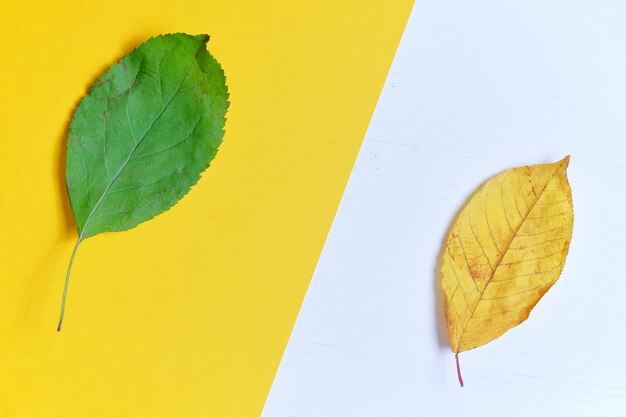 Foto foglia verde e gialla come concetto per l'inizio dell'autunno