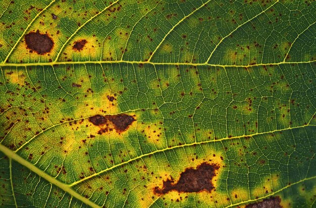 A green and yellow leaf has a black spot on it.