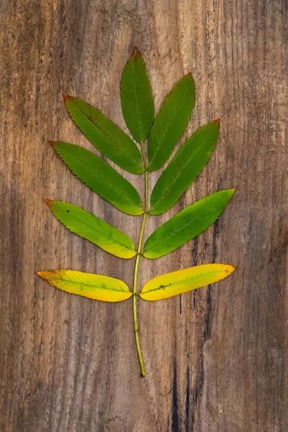 Green-yellow leaf of rowan lying on a rough wooden board