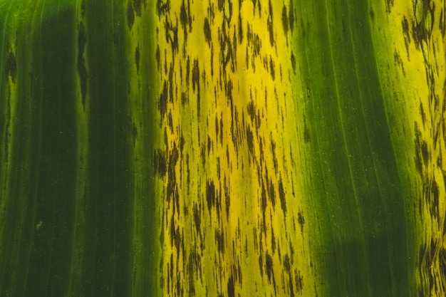 Foto sfondo di foglie verdi e gialle foglia di banana