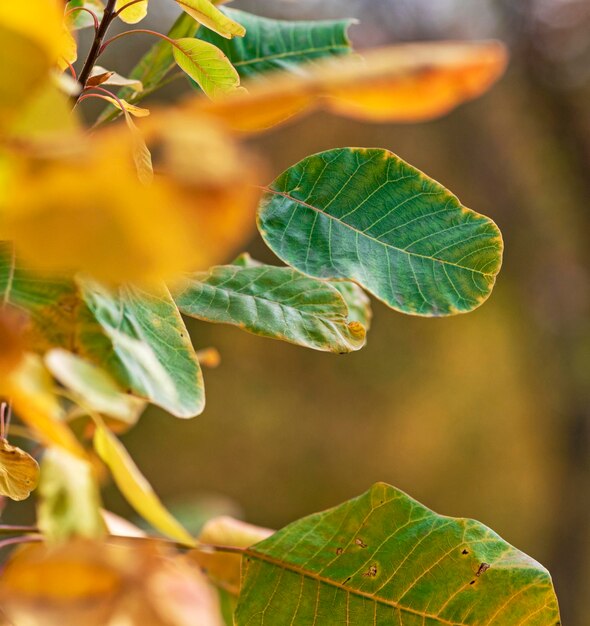 Photo green and yellow leaves of cotinus coggygria