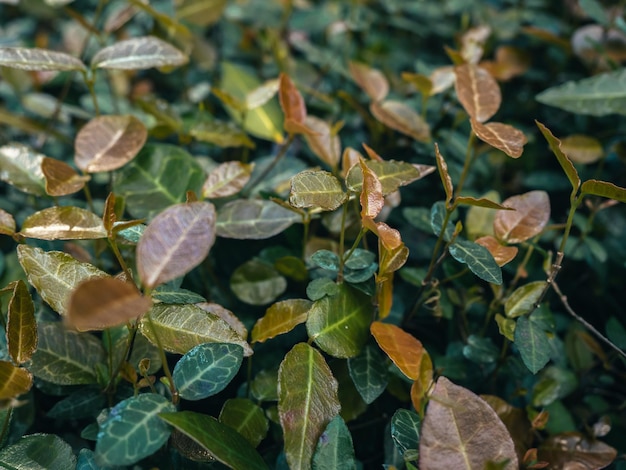 green and yellow leaves cover background