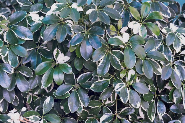 Green and yellow leaves pattern Dwarf Umbrella Tree or Schefflera arboricola