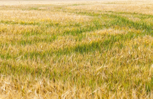 農地の緑と黄色のオーツ麦または他の穀物、収量と利益のための農業