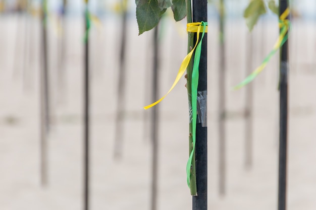 Foto nastro verde e giallo nel colore della bandiera brasiliana