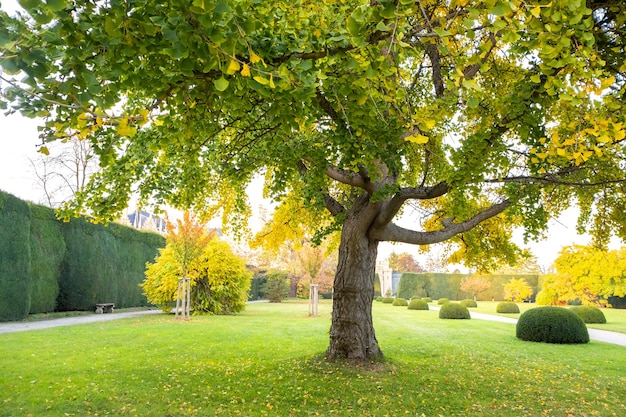 Green and yellow trees in early autumn park.