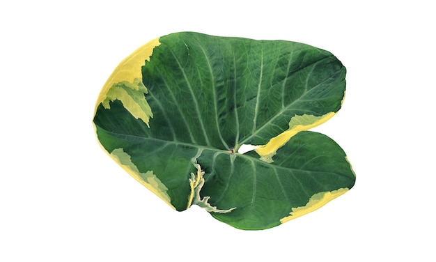 Green and yellow tropical leaf isolate on white with clipping path