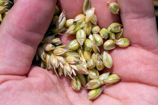 Green yellow wheat cereals before harvest