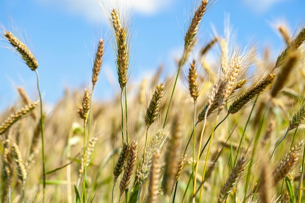 Green yellow wheat cereals before harvest