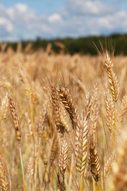 Green yellow wheat cereals before harvest