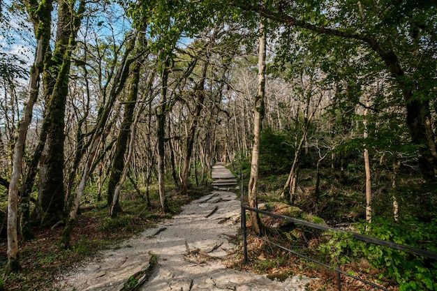 Green yewboxwood grove in Sochi Khosta Russia