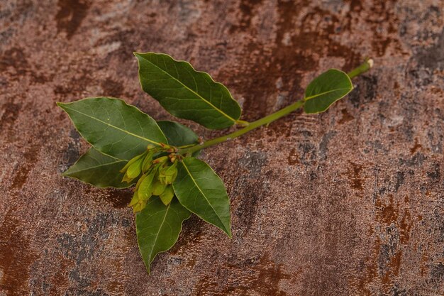 Green young aroma Laurel branch