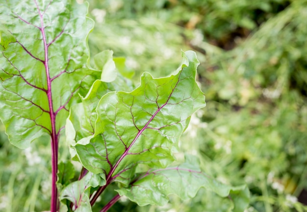 Green young beet sprouts