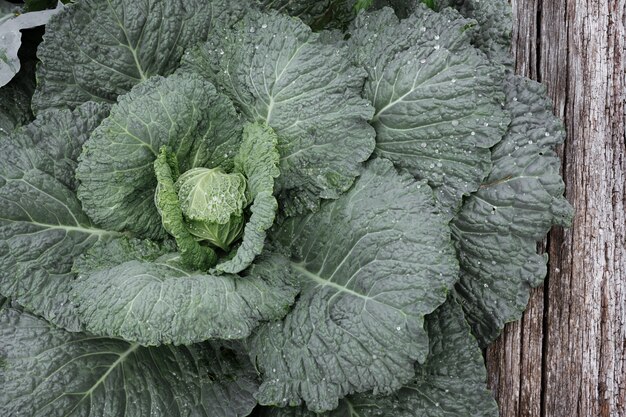 Green young cabbage on the bed