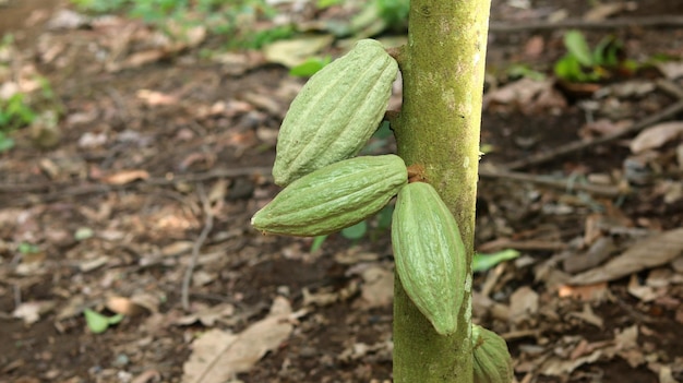 green young cocoa pod on tree in the field Cacao pods that look fresh and bright in the morning sun