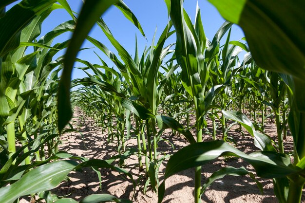 Green young corn in an agricultural field, a field where green sprouts of sweet corn grow in spring