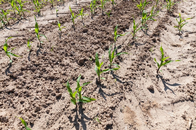 Green young corn on an agricultural field in the spring season, agriculture for growing corn to obtain food for livestock