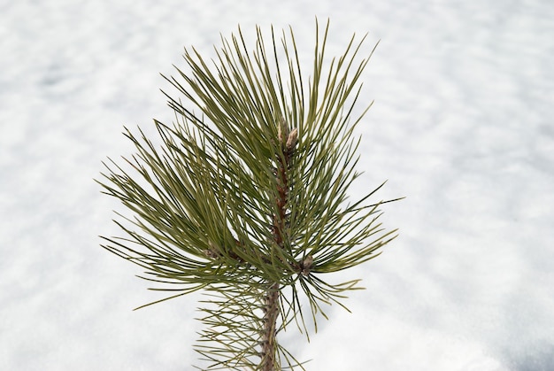 Green young fir tree in white snow