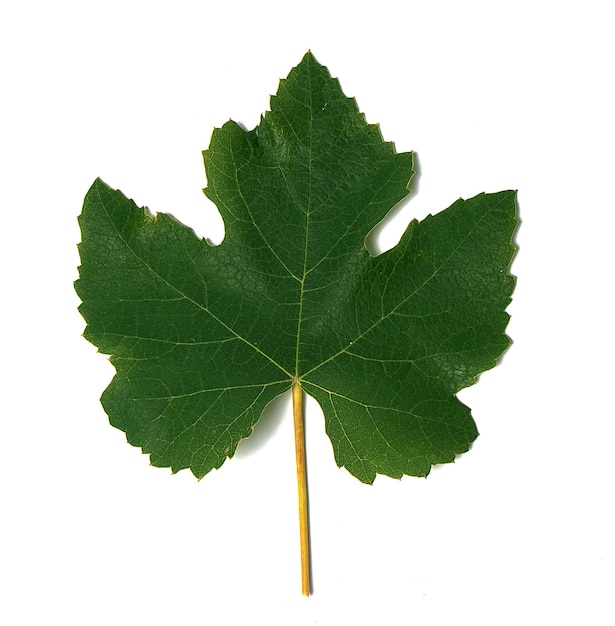 Green and young grape leaf on white surface