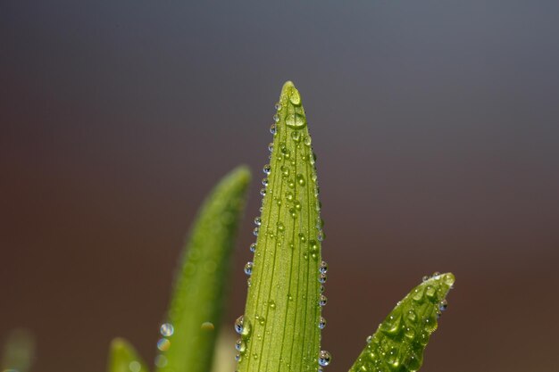 Green young leaves of garden flowers with water drops macro photography Wet Lush foliage