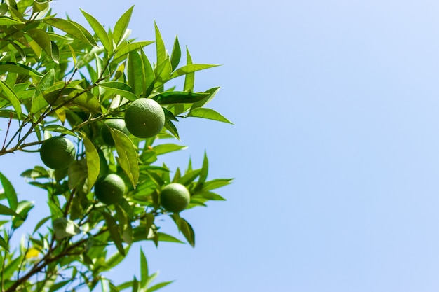 Green young Lemon leaf on blue sky