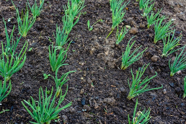 Green young onion planted in the bed and in the greenhouse