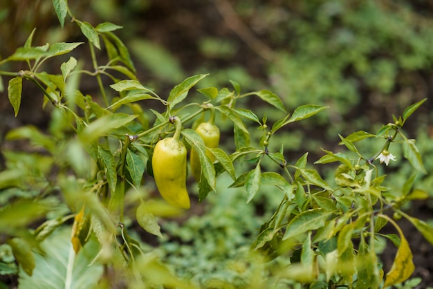 Green young peppers