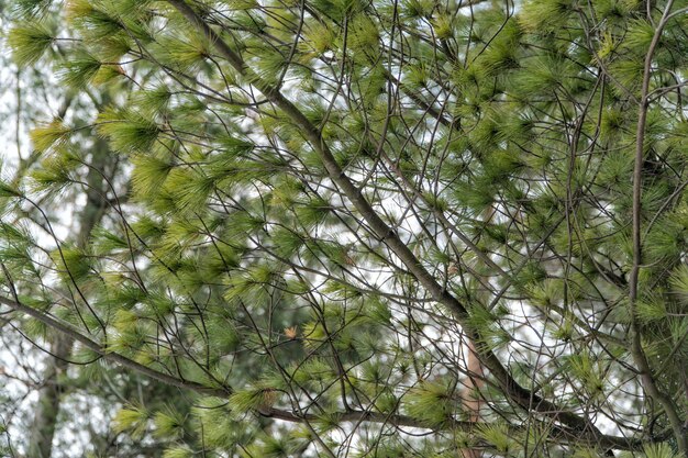 Green young pine branches. background.