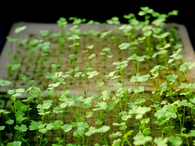 緑の若い植物有機農業