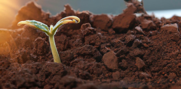 写真 地面で育つ緑の若い植物の芽