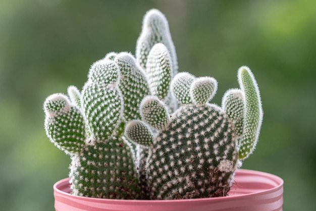 a green young small cactus