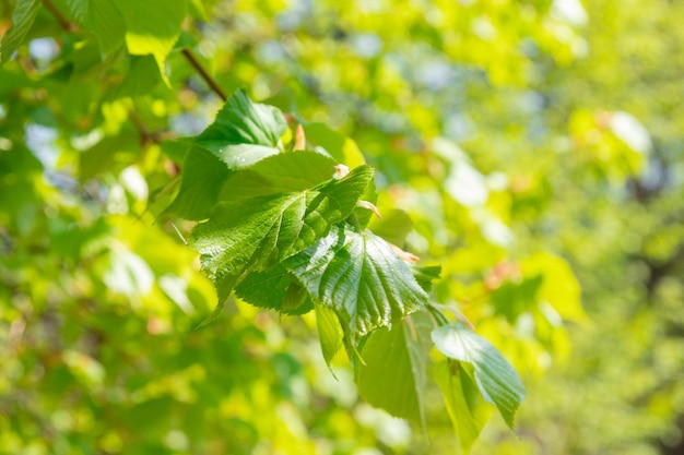 Foglie verdi giovani di primavera da un albero di tiglio fuoco variabile