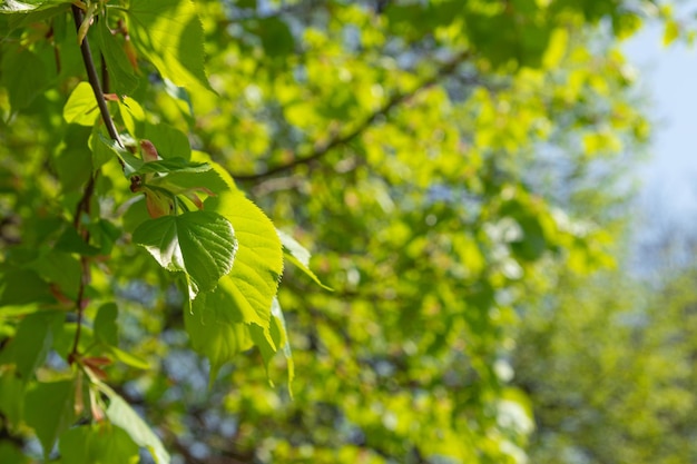 Green young spring leaves from a linden tree Variable focus