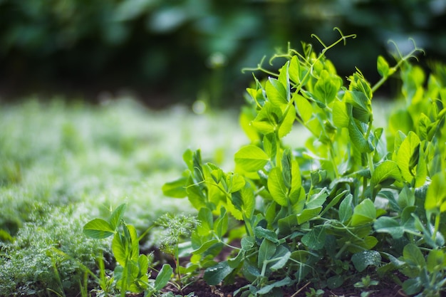 Green young sprouts of peas close up on a summer day in a rural garden Agriculture plant growing in bed row Green natural food crop