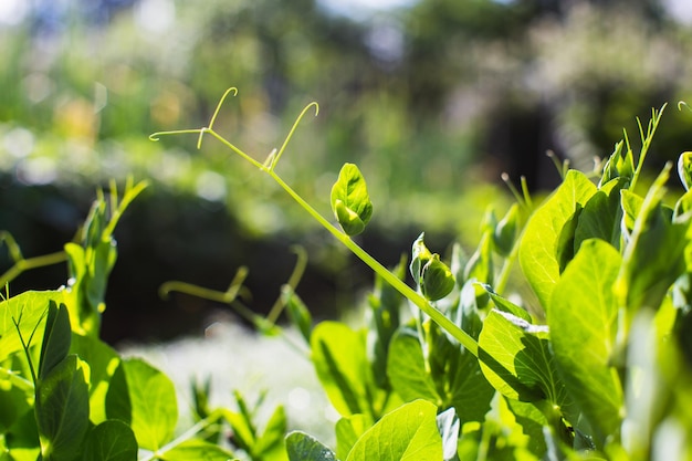 Green young sprouts of peas close up on a summer day in a rural garden Agriculture plant growing in bed row Green natural food crop