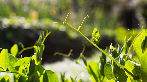 완두콩의 녹색 어린 새싹은 시골 정원에서 여름날 닫습니다. 침대 줄에서 자라는 농업 식물 녹색 자연 식품 작물