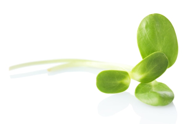 Green young sunflower sprout isolated on white