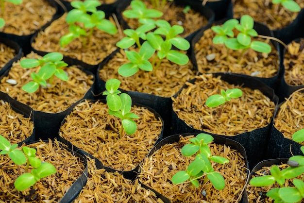 Green young sunflower sprout