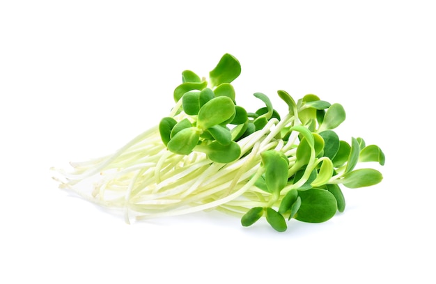 Green young sunflower sprouts isolated on white background